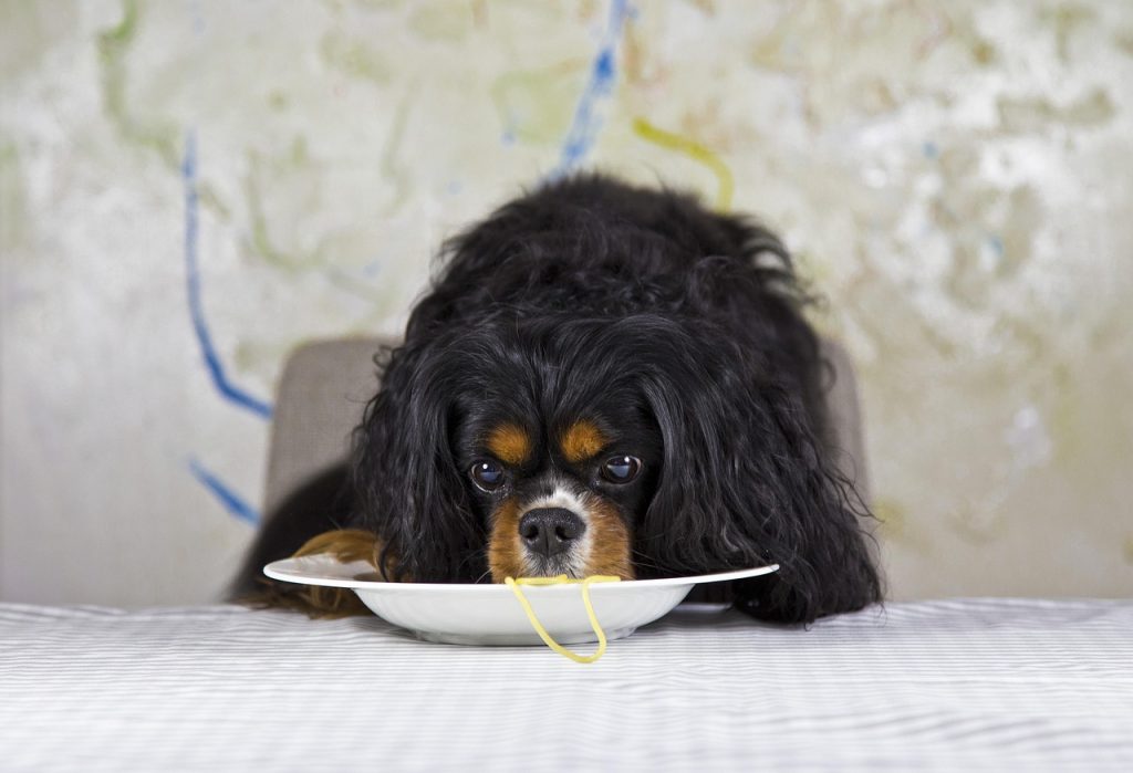 signo cáncer como es el carácter del perro?