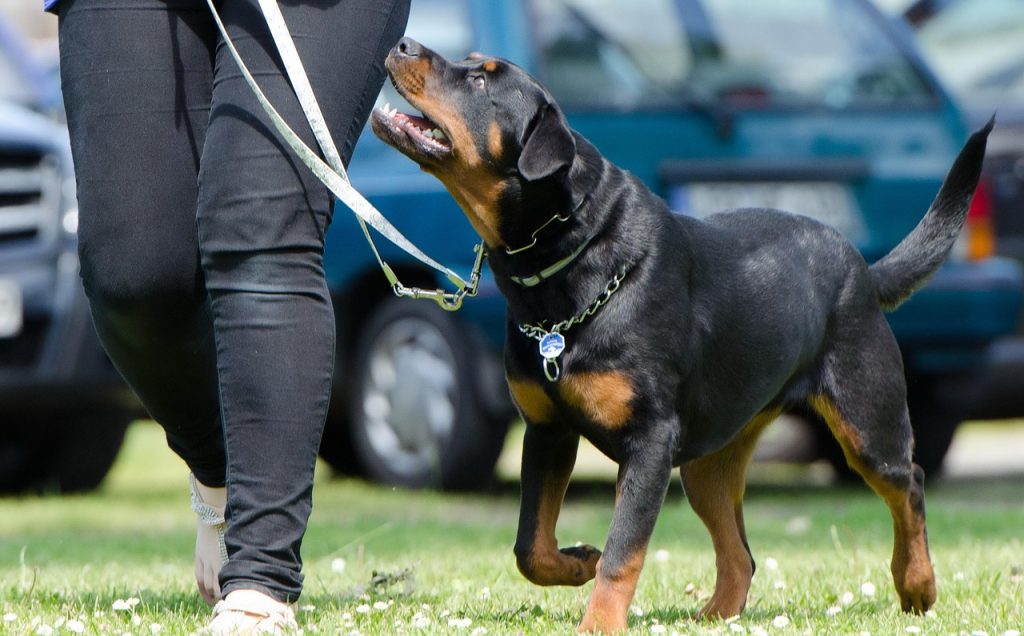 Signo escorpio perro como es?