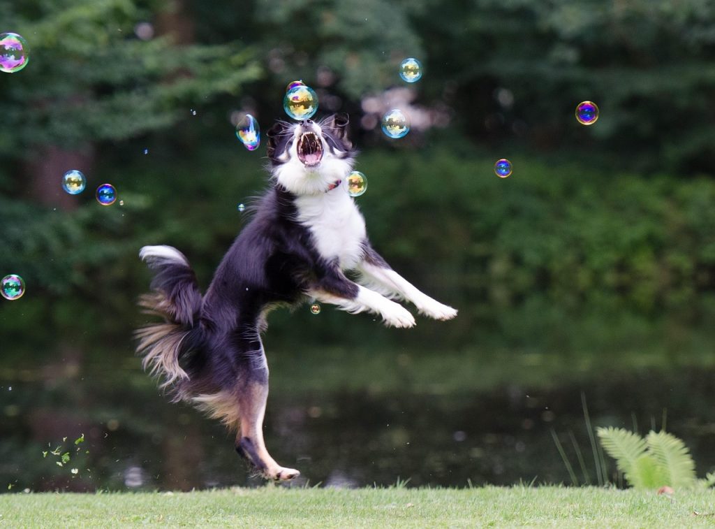 signo del zodiaco de un perro