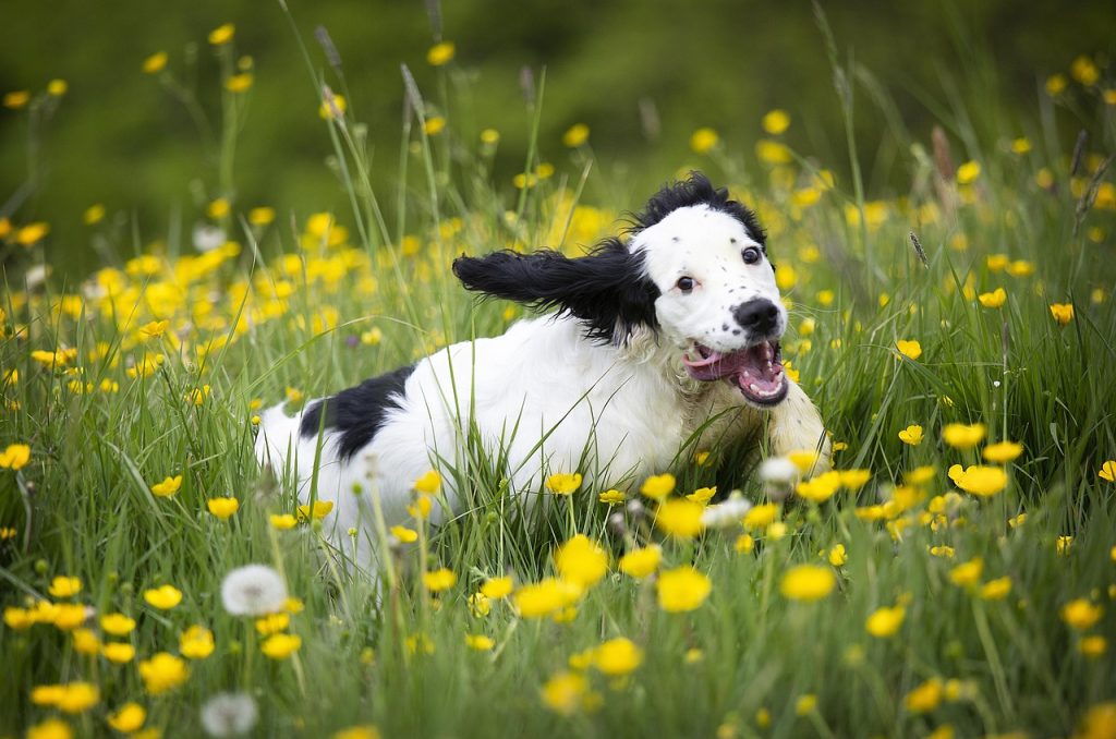 Signo Libra perro como es?