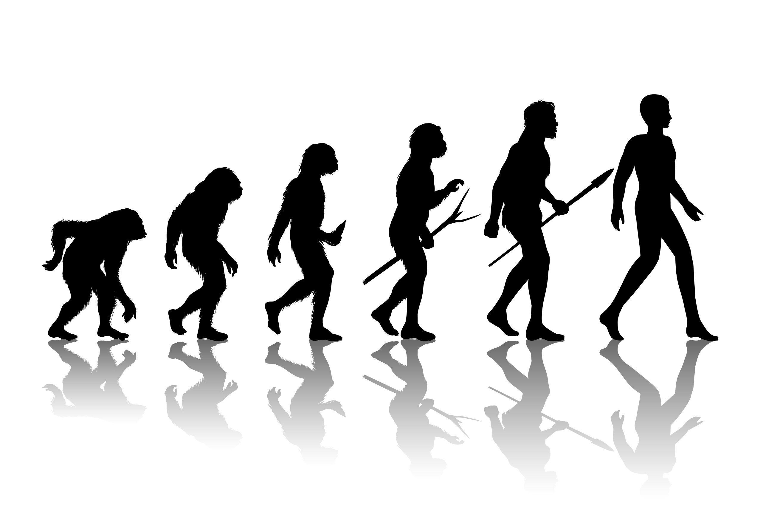 Evolución humana darwin